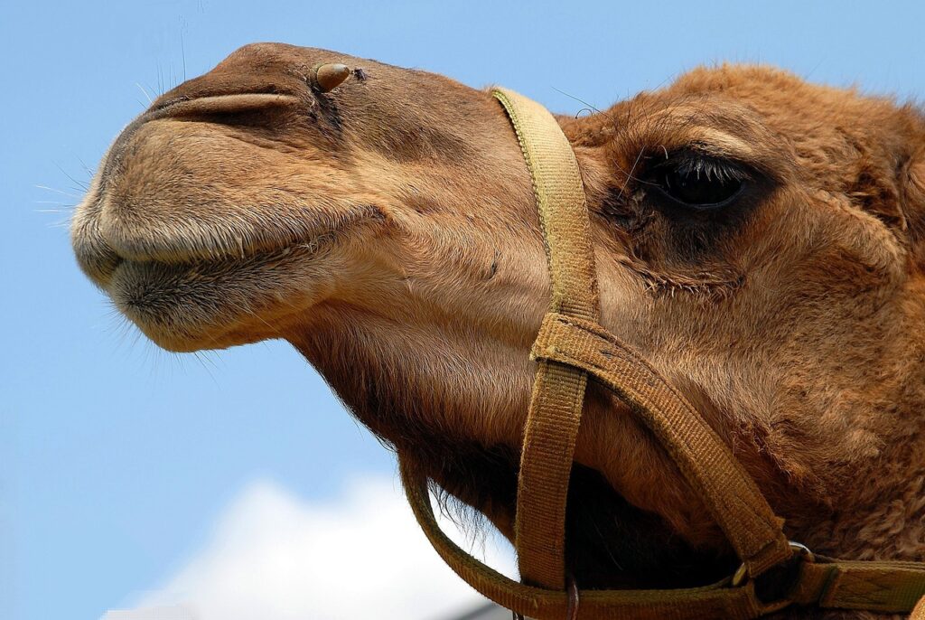 camel, face, close up-1624643.jpg